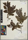 Foto von Salix appendiculata Vill.